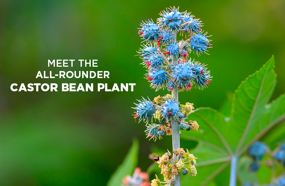 Meet The All-rounder – Castor Bean Plant